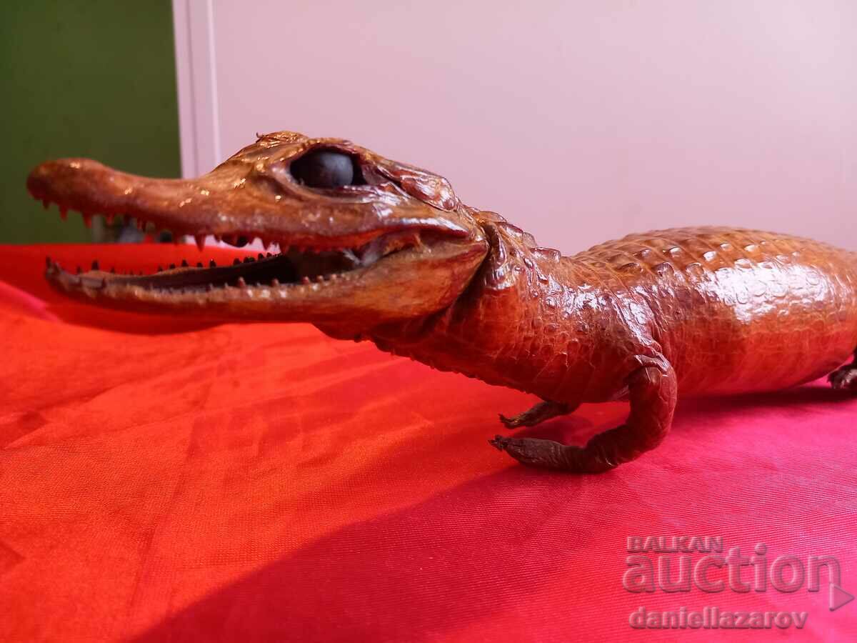 Stuffed CROCODILE, Cayman - 5 Stuffed CROCODILE, Cayman - 5