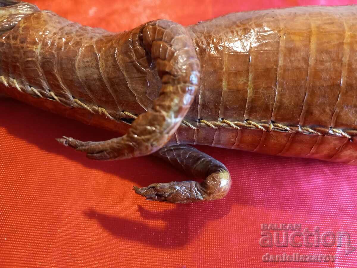 Stuffed CROCODILE, Cayman - 6 Stuffed CROCODILE, Cayman - 6