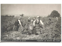 Bulgaria, Kazanlak, Picking roses, untraveled