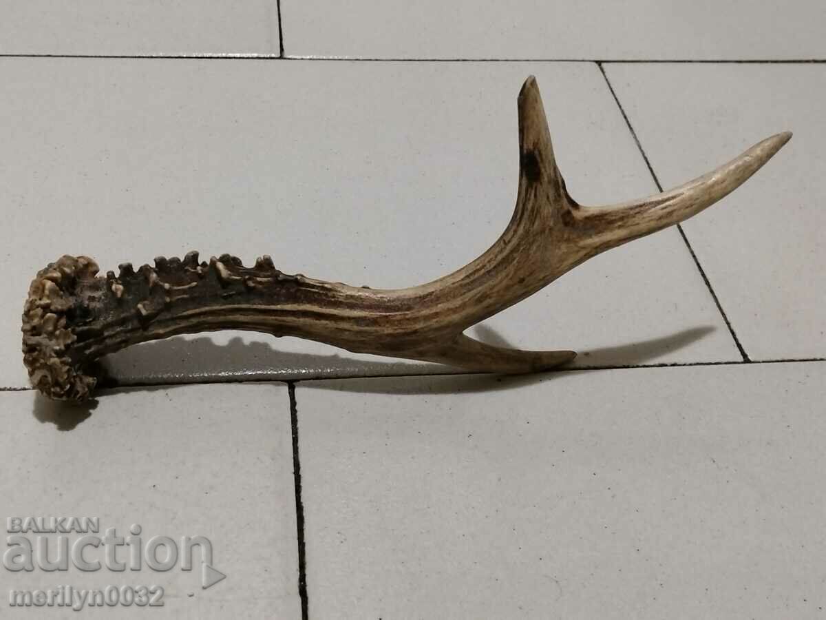 Licitație cornul de icre Licitație cornul de icre