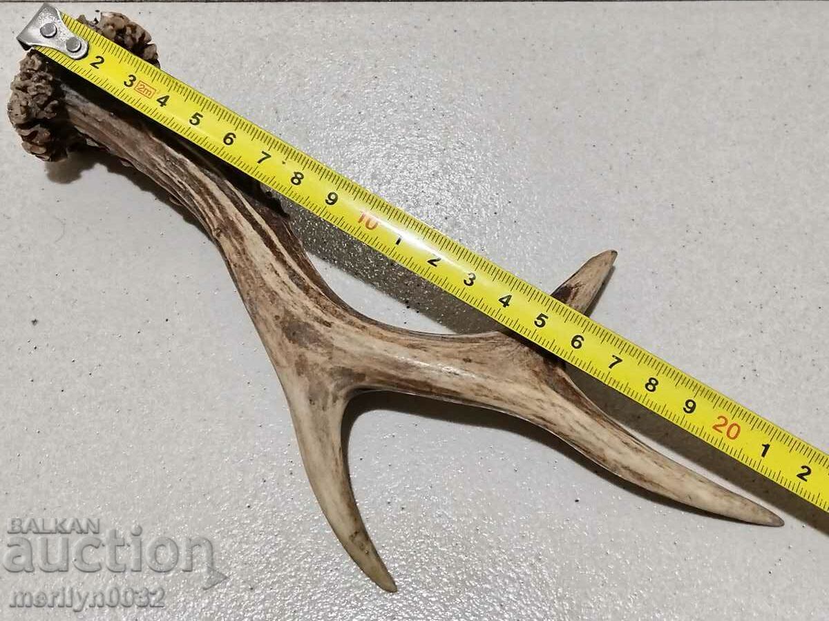 cornul de icre - 5 cornul de icre - 5