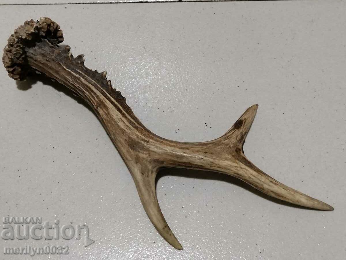 cornul de icre - 6 cornul de icre - 6