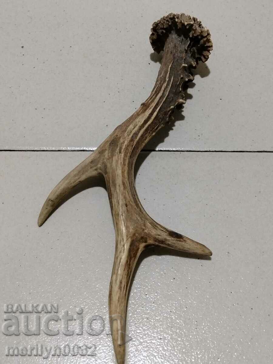 cornul de icre - 7 cornul de icre - 7