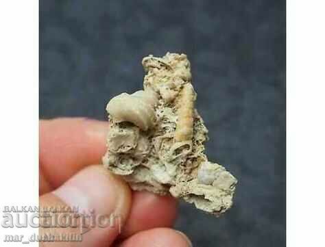 Fosile pe o țiglă cu preț € 20.45 | 40.00 BGN