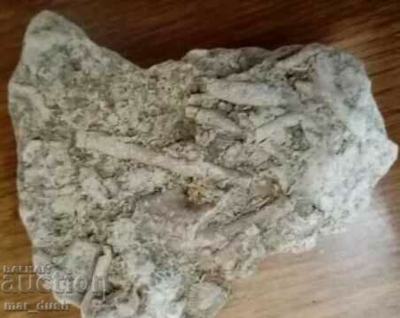 Auction Fossil bryozoans Auction Fossil bryozoans