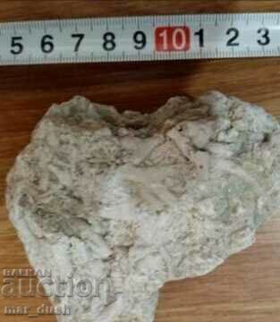 Fossil bryozoans Fossil bryozoans