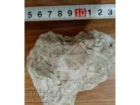 Фосили бриозои