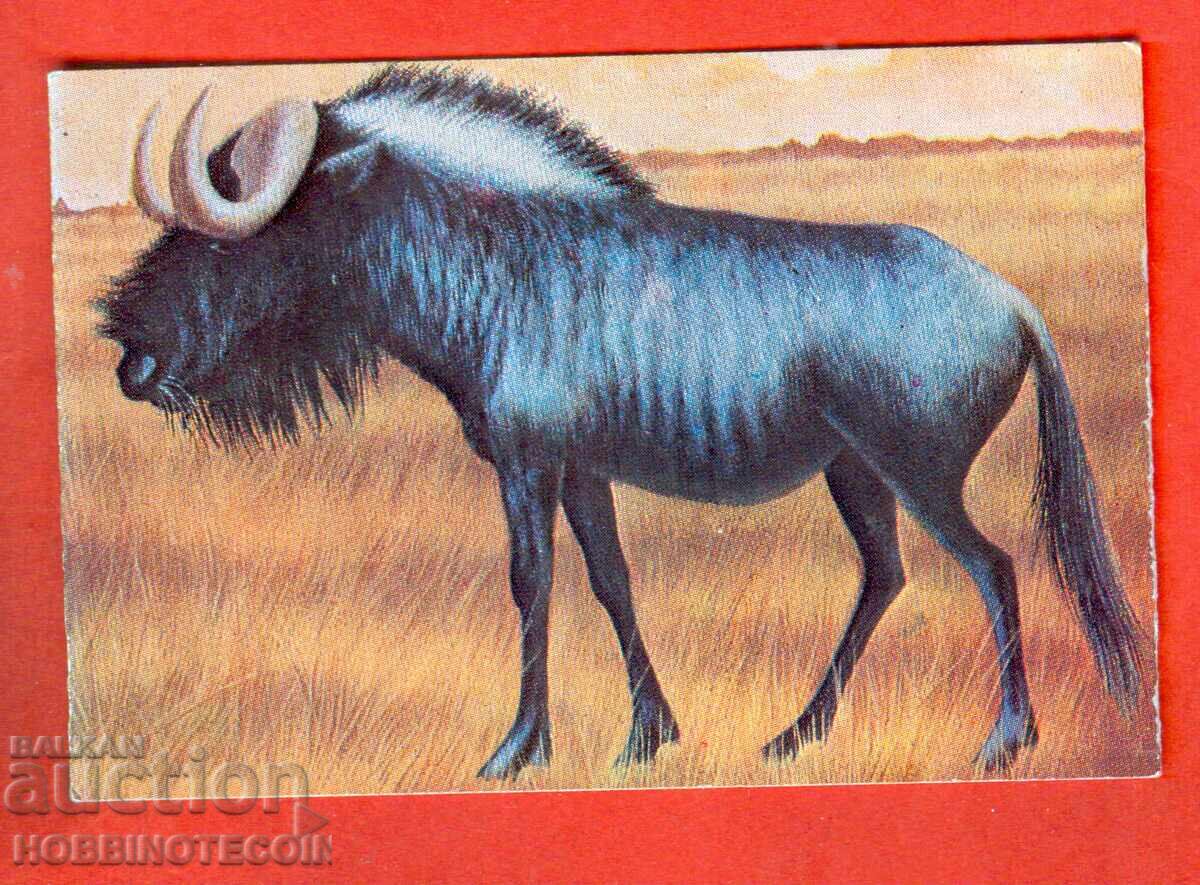 CALENDAR - ANTELOPE GNU - 1979