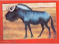 CALENDAR - ANTELOPE GNU - 1979