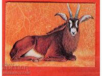 CALENDAR - ANTIlope - 1979