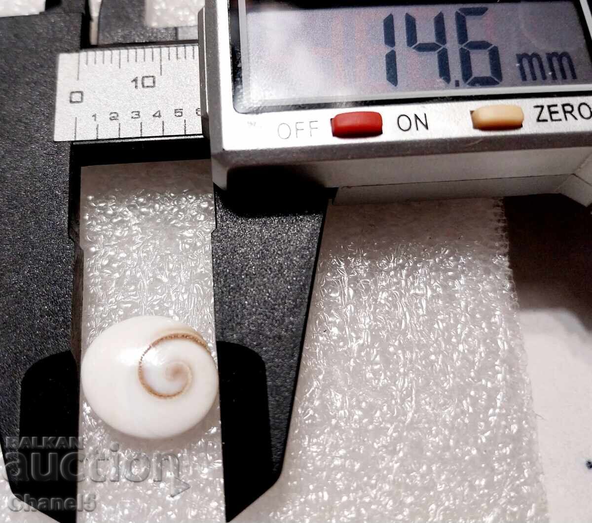 Auction NATURAL "EYE OF SHIVA" (163) Auction NATURAL "EYE OF SHIVA" (163)