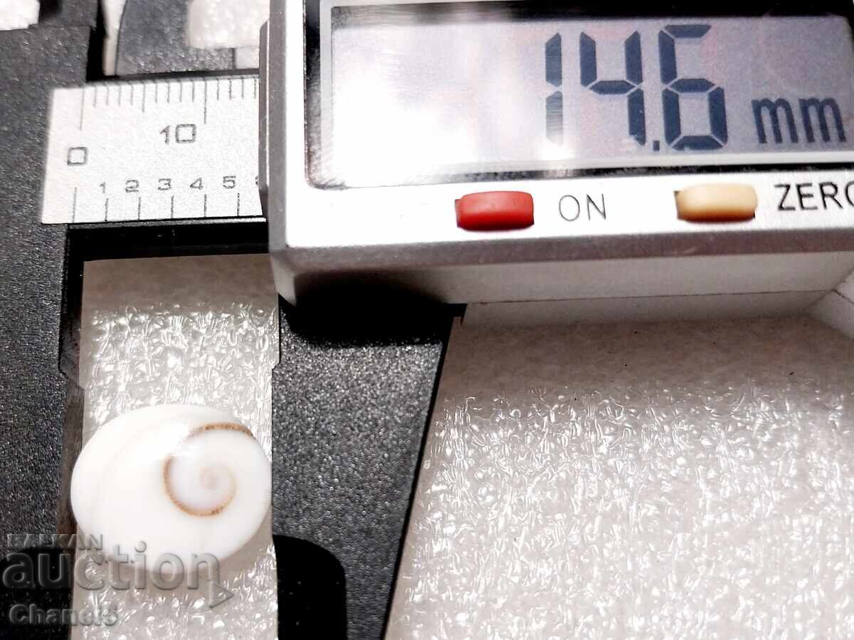 Auction  NATURAL "EYE OF SHIVA" (26)