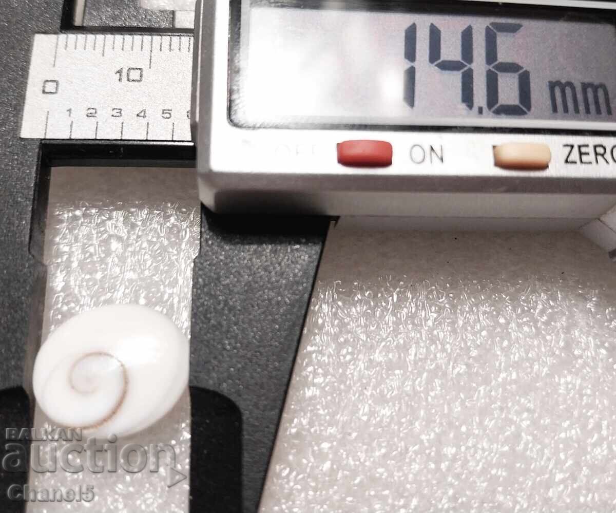 Auction NATURAL "EYE OF SHIVA" (90) Auction NATURAL "EYE OF SHIVA" (90)