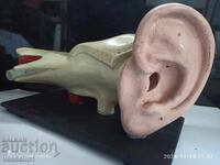 Old educational model of an ear. Medical model of an ear