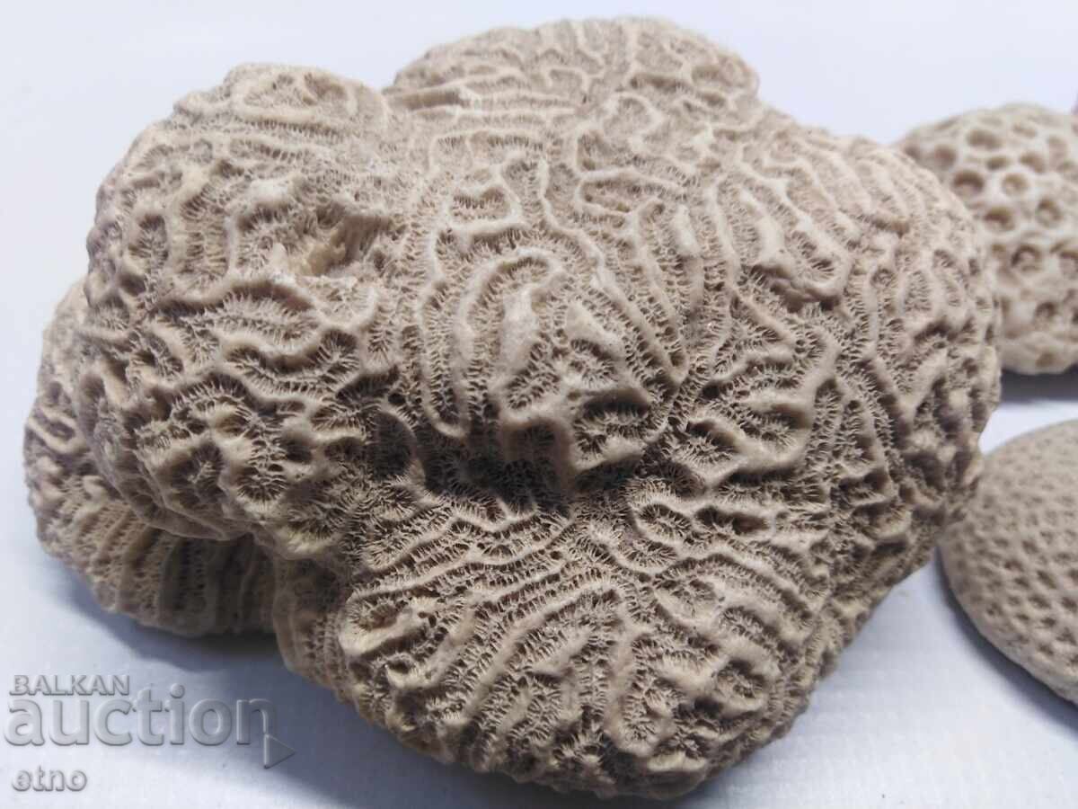 CORAL,CORAL,FOSILS,FOSIL FOR AQUARIUM,COLLECTION with price 30.00 BGN | € 15.34 CORAL,CORAL,FOSILS,FOSIL FOR AQUARIUM,COLLECTION with price 30.00 BGN | € 15.34