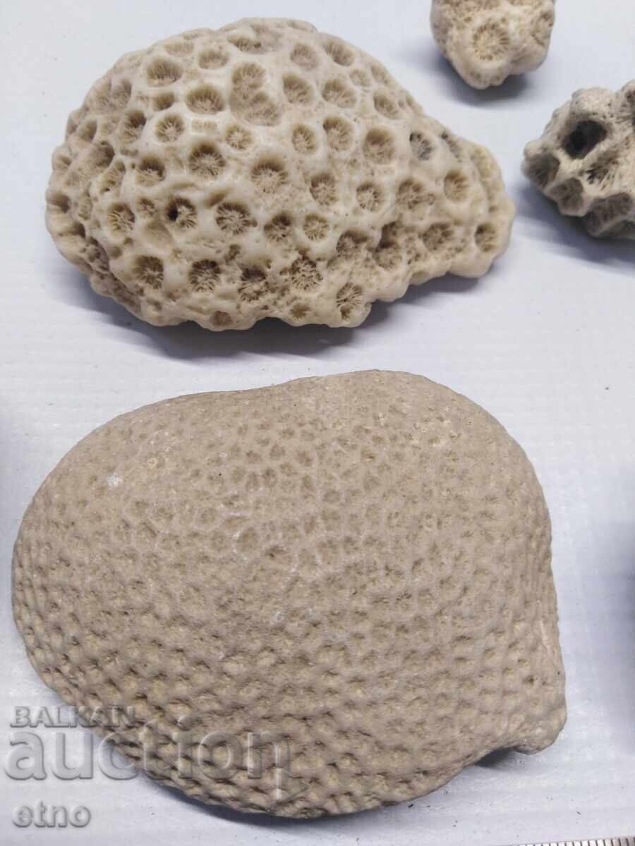 Auction CORAL,CORAL,FOSILS,FOSIL FOR AQUARIUM,COLLECTION Auction CORAL,CORAL,FOSILS,FOSIL FOR AQUARIUM,COLLECTION