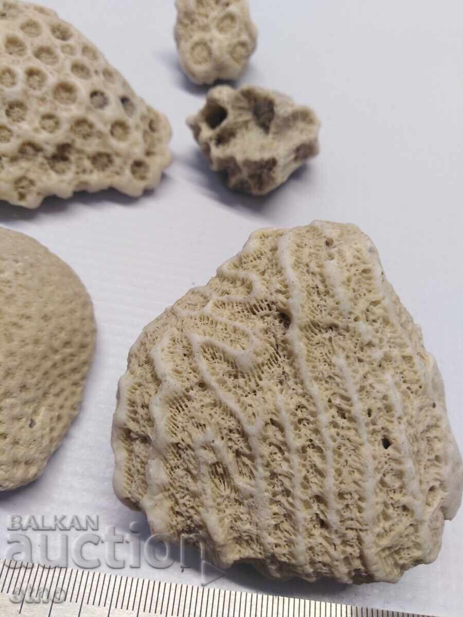 Delivery of CORAL,CORAL,FOSILS,FOSIL FOR AQUARIUM,COLLECTION Delivery of CORAL,CORAL,FOSILS,FOSIL FOR AQUARIUM,COLLECTION