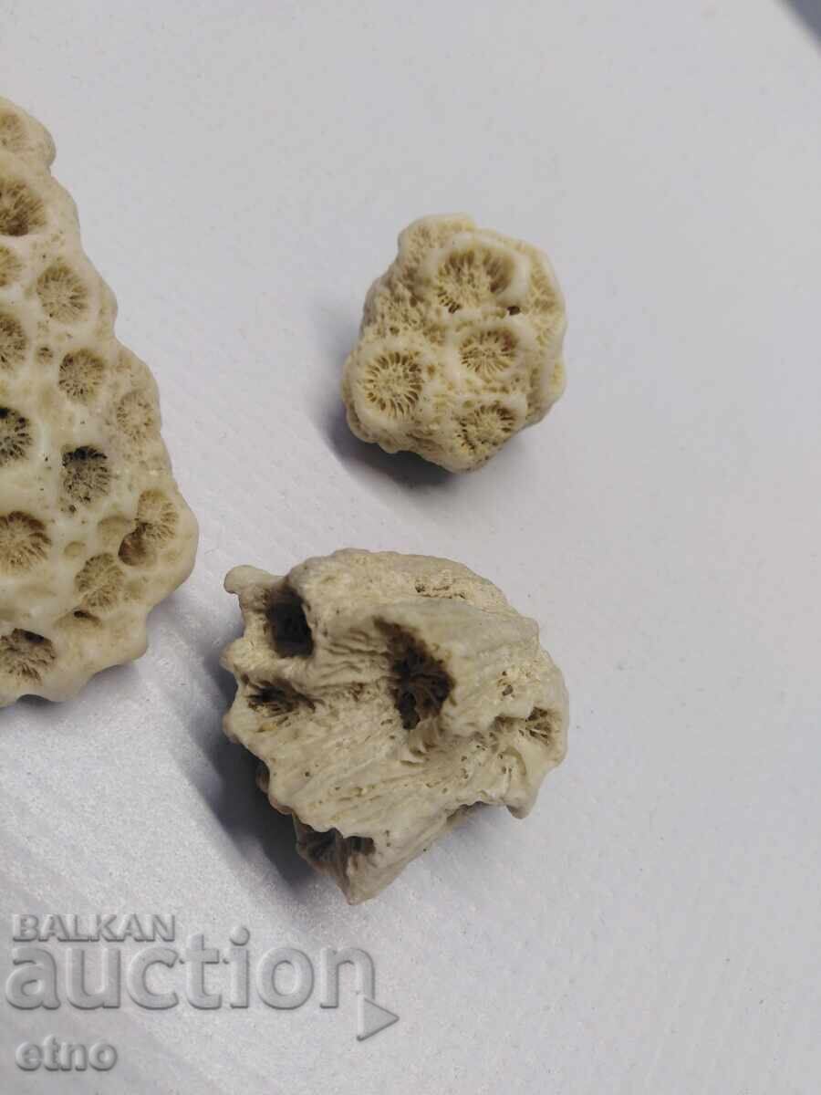 CORAL,CORAL,FOSILS,FOSIL FOR AQUARIUM,COLLECTION - 5 CORAL,CORAL,FOSILS,FOSIL FOR AQUARIUM,COLLECTION - 5