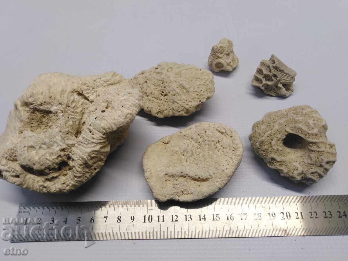 CORAL,CORAL,FOSILS,FOSIL FOR AQUARIUM,COLLECTION - 6 CORAL,CORAL,FOSILS,FOSIL FOR AQUARIUM,COLLECTION - 6