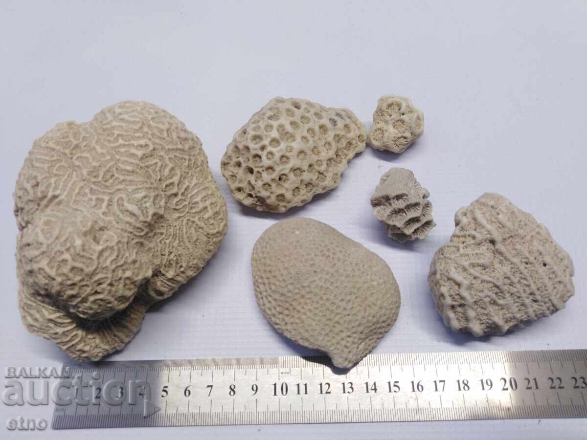 CORAL,CORAL,FOSILS,FOSIL FOR AQUARIUM,COLLECTION - 7 CORAL,CORAL,FOSILS,FOSIL FOR AQUARIUM,COLLECTION - 7