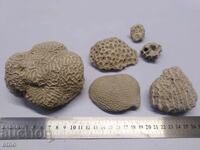 CORAL, CORAL, FOSSIL, FOSSIL PENTRU ACvariu, COLECȚIE