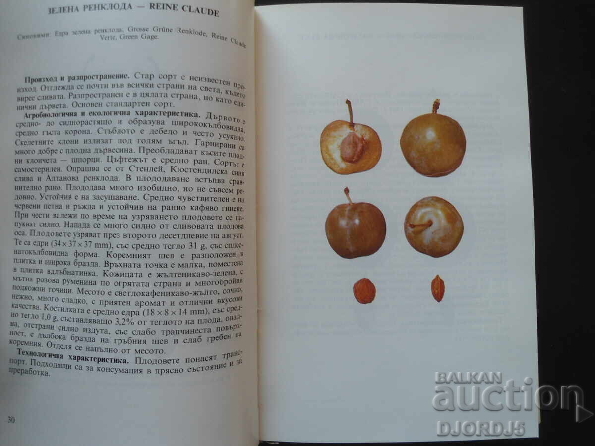 MINOR POMOLOGY, Stone fruit species with price 7.00 BGN | € 3.58 MINOR POMOLOGY, Stone fruit species with price 7.00 BGN | € 3.58