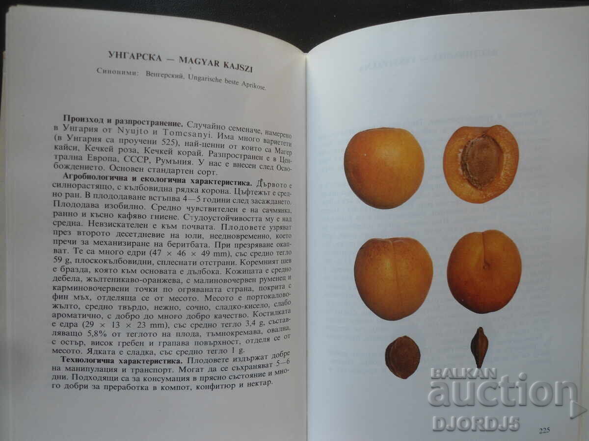 MINOR POMOLOGY, Stone fruit species - 7 MINOR POMOLOGY, Stone fruit species - 7