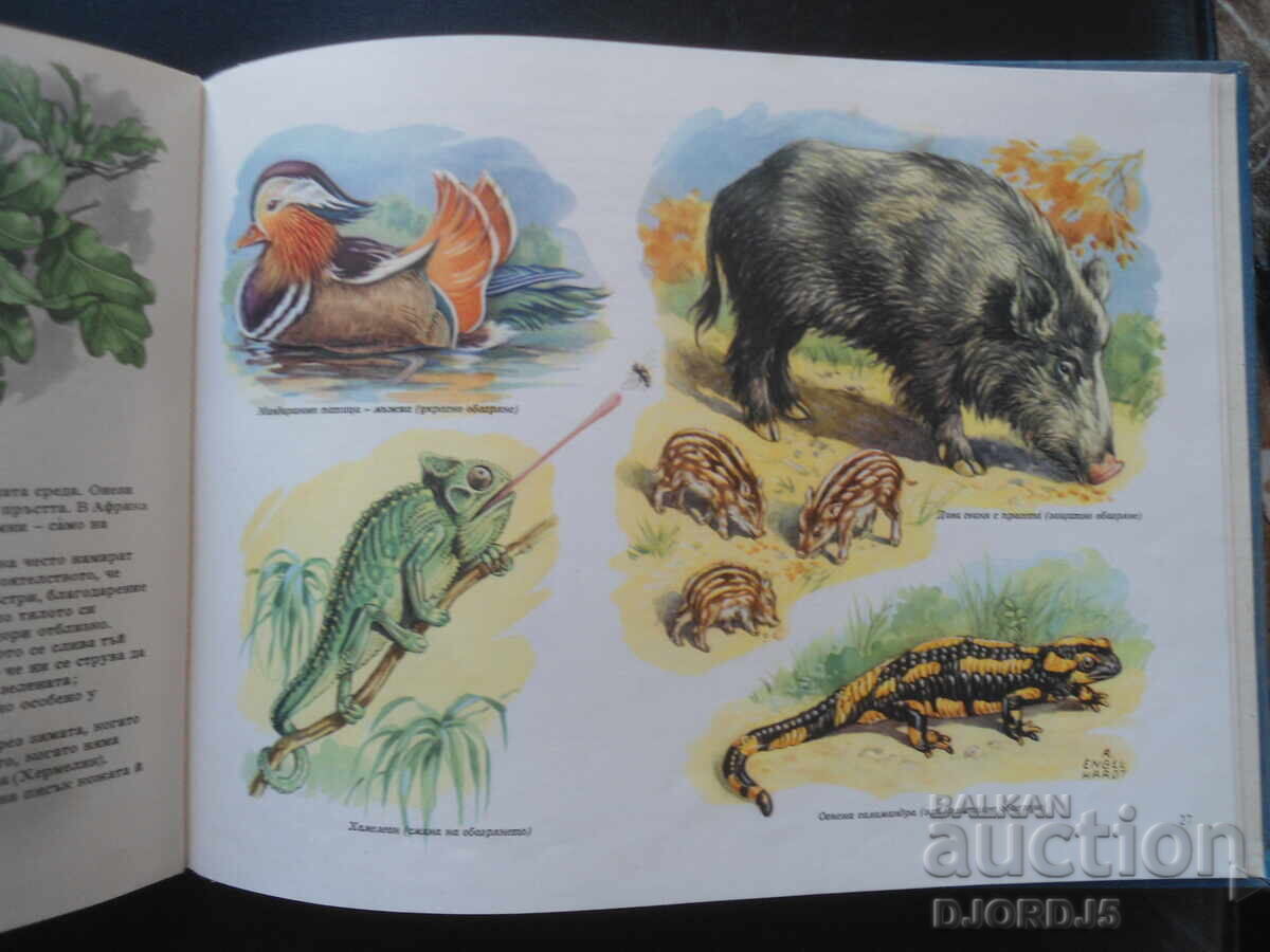 THE WONDERS OF NATURE - 5 THE WONDERS OF NATURE - 5