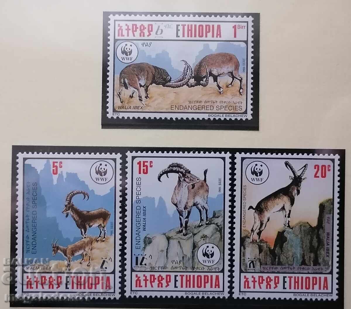Etiopia - fauna WWF, capra de munte