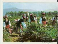 Postcard Bulgaria Kazanlak Rose Picking 1*