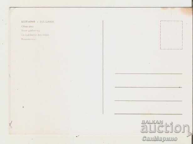 Bulgaria Rose Picking Card 2* with price 0.60 BGN | € 0.31 Bulgaria Rose Picking Card 2* with price 0.60 BGN | € 0.31