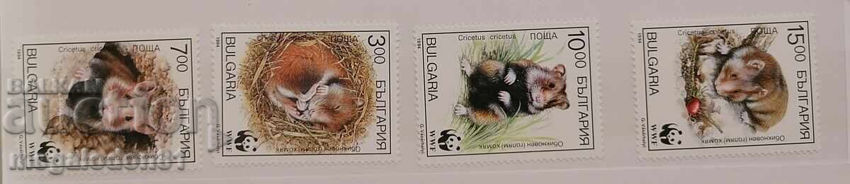 Bulgaria - WWF fauna, common hamster