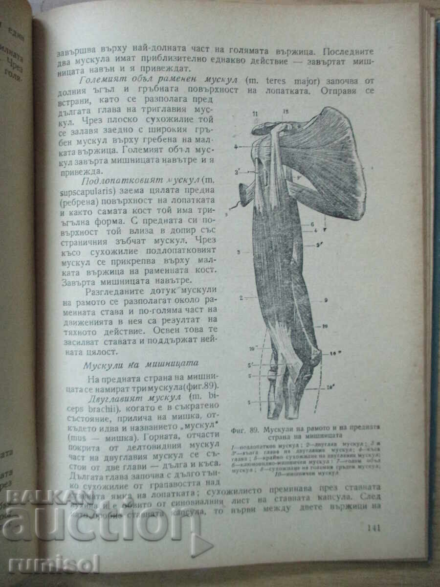 Auction Human Anatomy - Georgi Galabov Auction Human Anatomy - Georgi Galabov