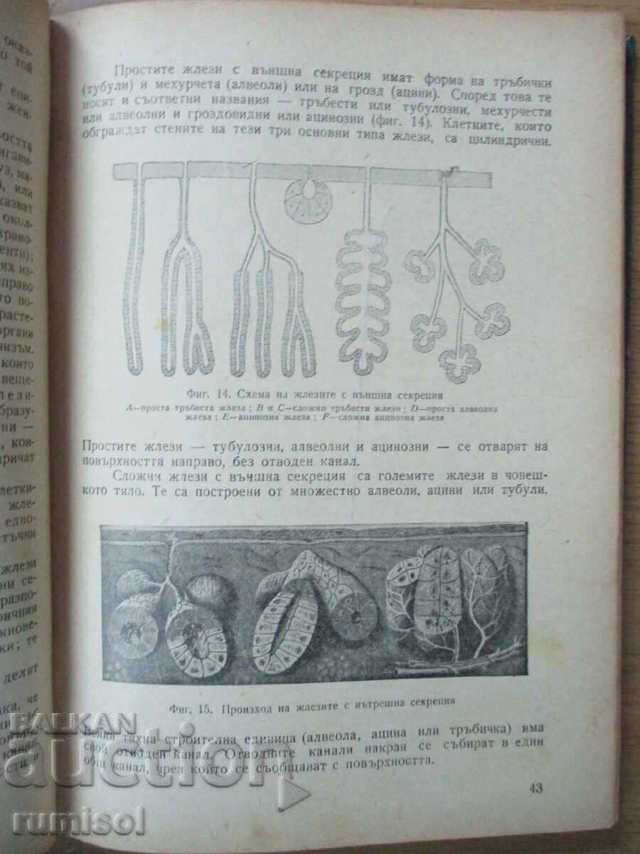 Delivery of Human Anatomy - Georgi Galabov