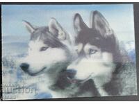 4757 Poland postcard stereo 3D wolves