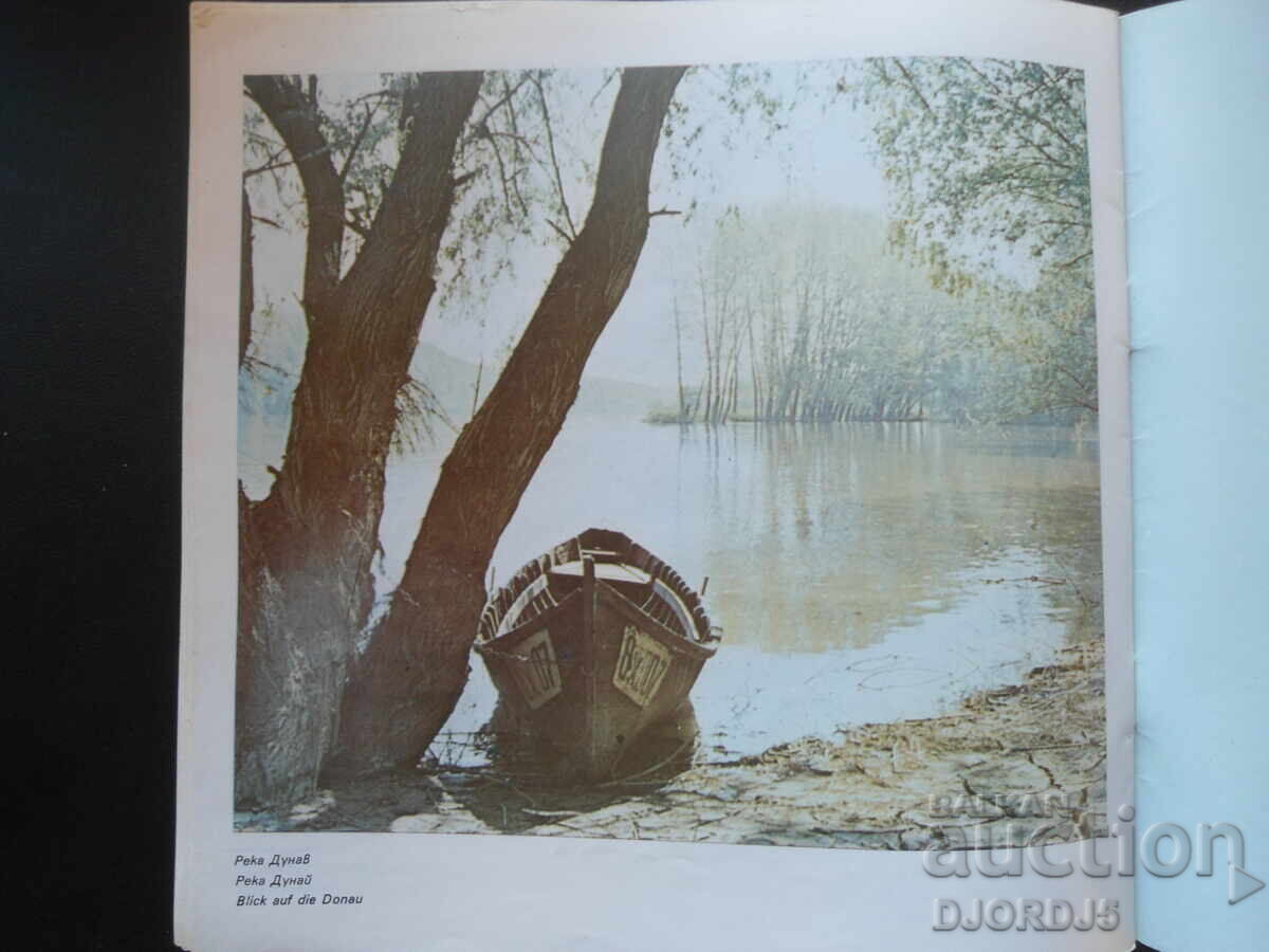 WALNUT - 7 WALNUT - 7