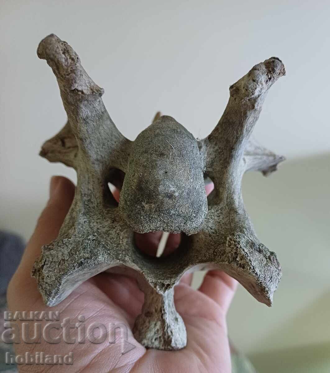 Fossil- A huge vertebra with price 12.00 BGN | € 6.14 Fossil- A huge vertebra with price 12.00 BGN | € 6.14