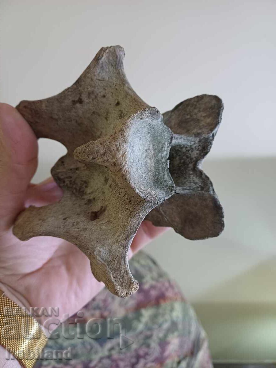 Auction Fossil- A huge vertebra Auction Fossil- A huge vertebra