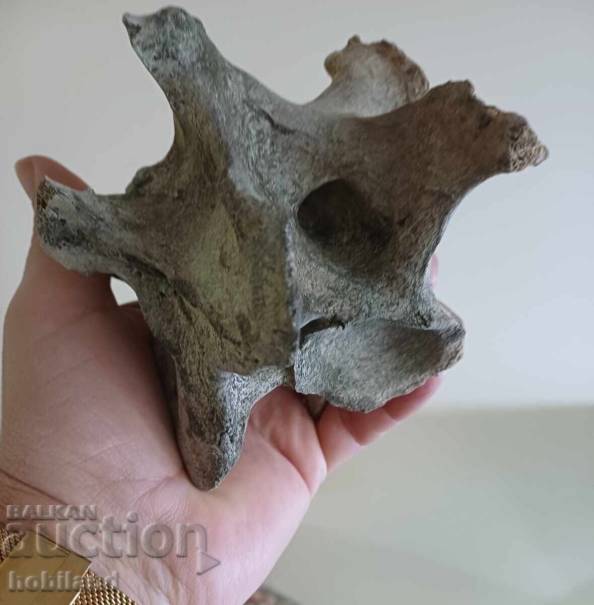 Delivery of Fossil- A huge vertebra Delivery of Fossil- A huge vertebra