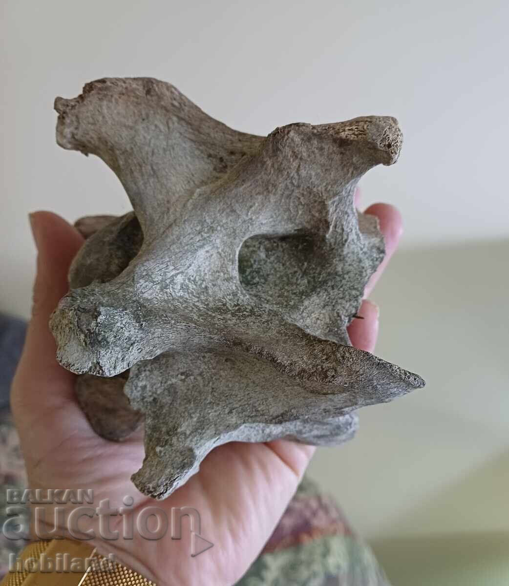 Fosilă - O vertebră uriașă