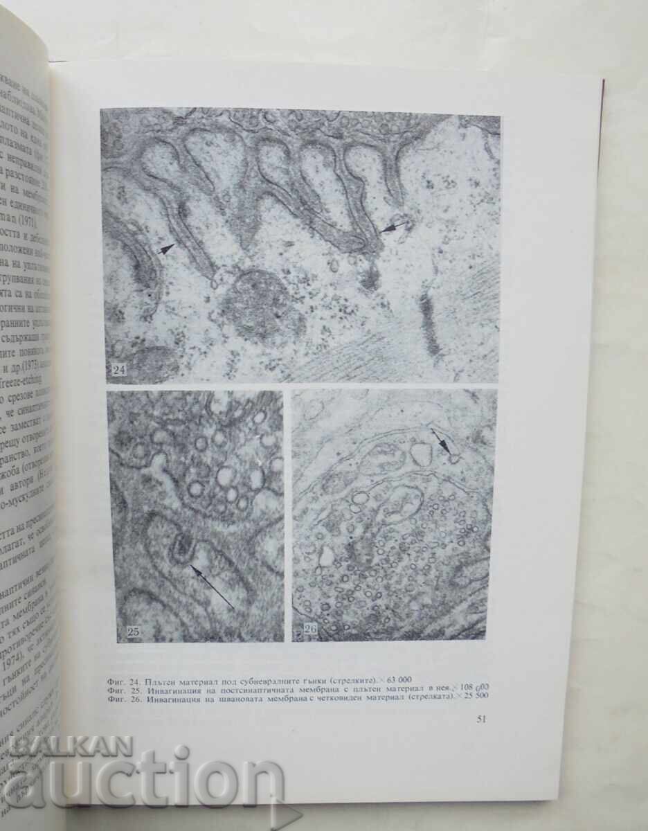 Auction Morphology of neuromuscular synapses Stefan Manolov 1976 Auction Morphology of neuromuscular synapses Stefan Manolov 1976