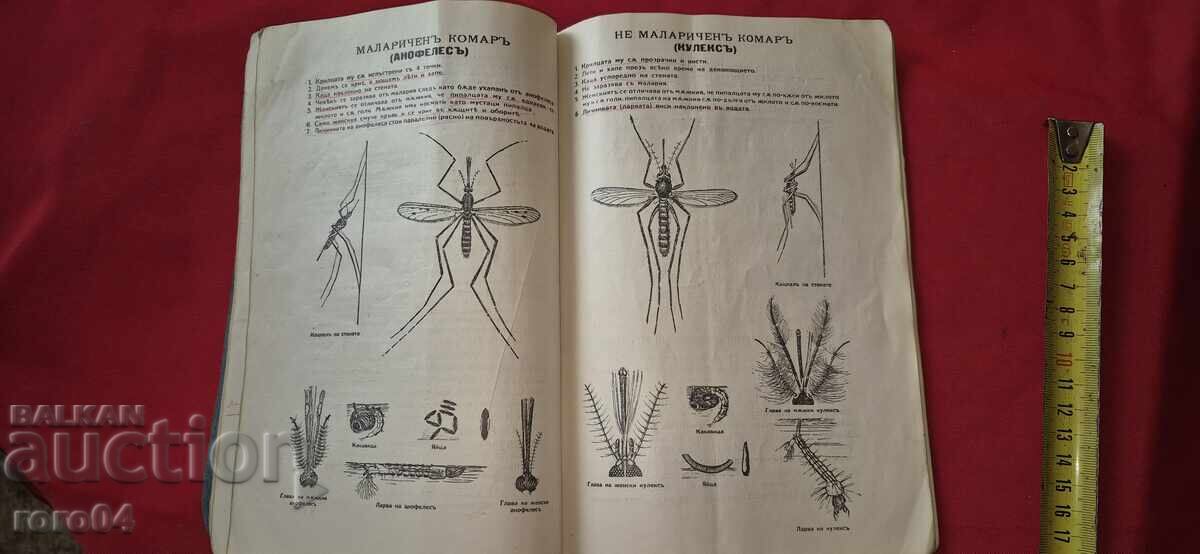 MALARIA AND THE FIGHT AGAINST IT - CONST. MARKOV - 6