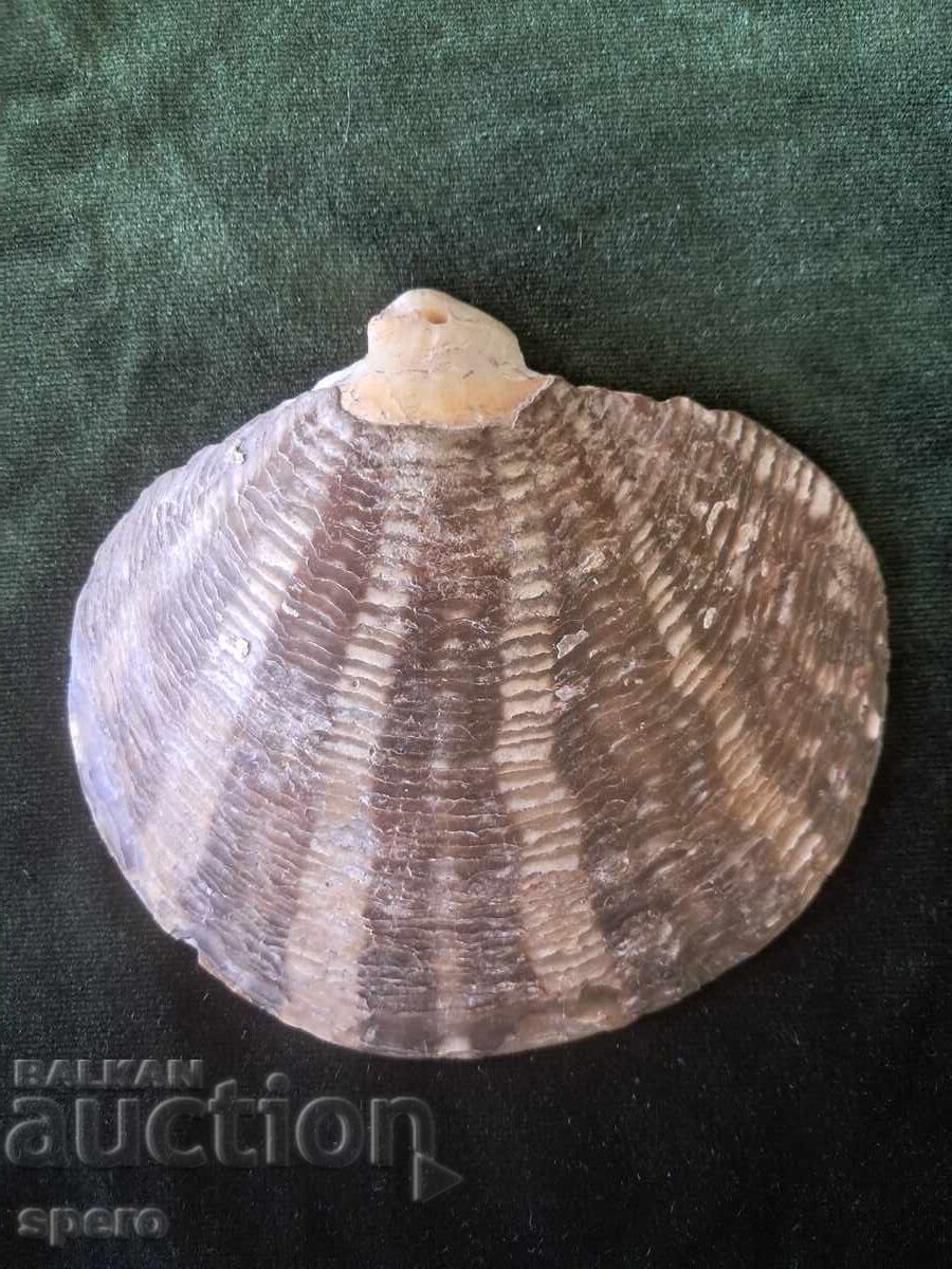 Панагия,Куна,Икона - 7