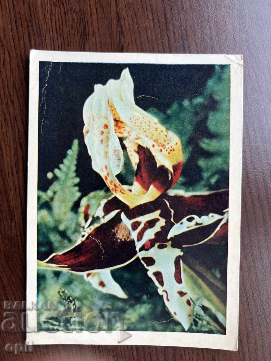 Old Greeting Card-Flowers
