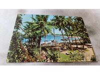 Postcard Mount Lavinia Tropical Garden 1974