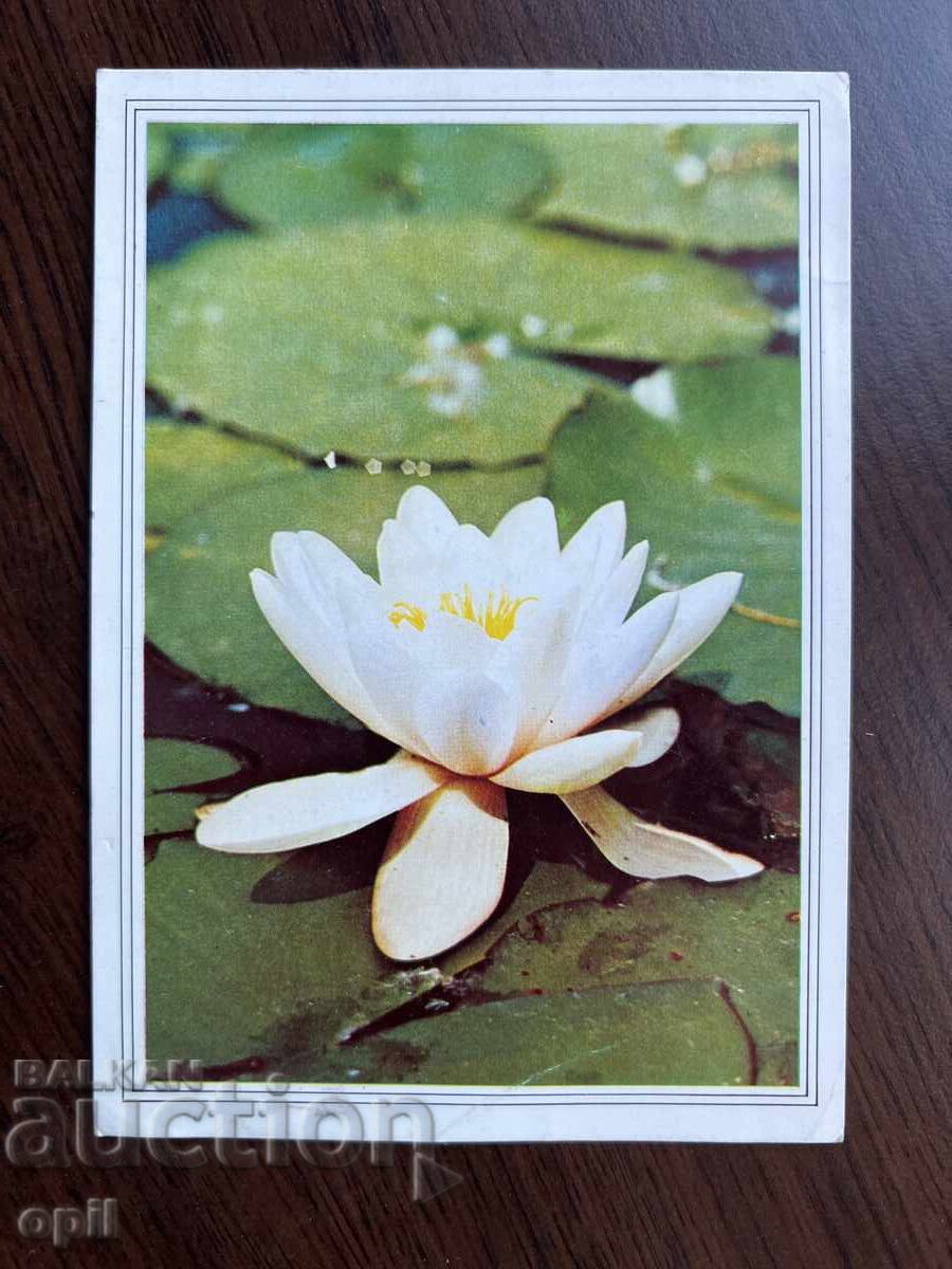 Стара Картичка-Поздравителна Стара Картичка-Поздравителна