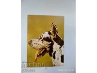 ένας σκύλος