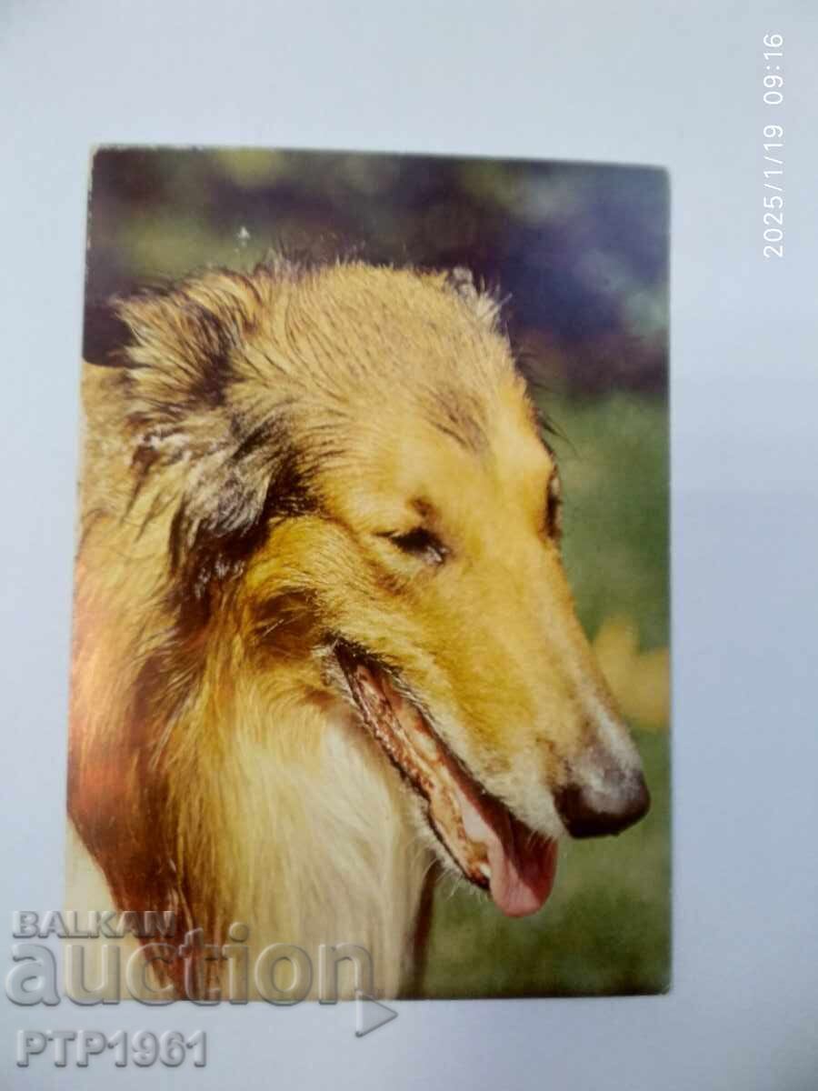 ένας σκύλος