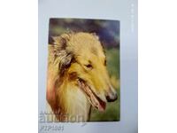 ένας σκύλος