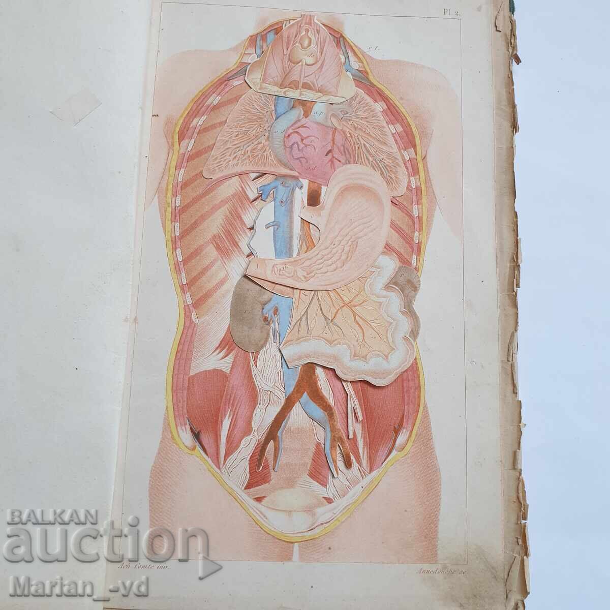 Auction Book "Structure of the Human Body" from 1885 Auction Book "Structure of the Human Body" from 1885